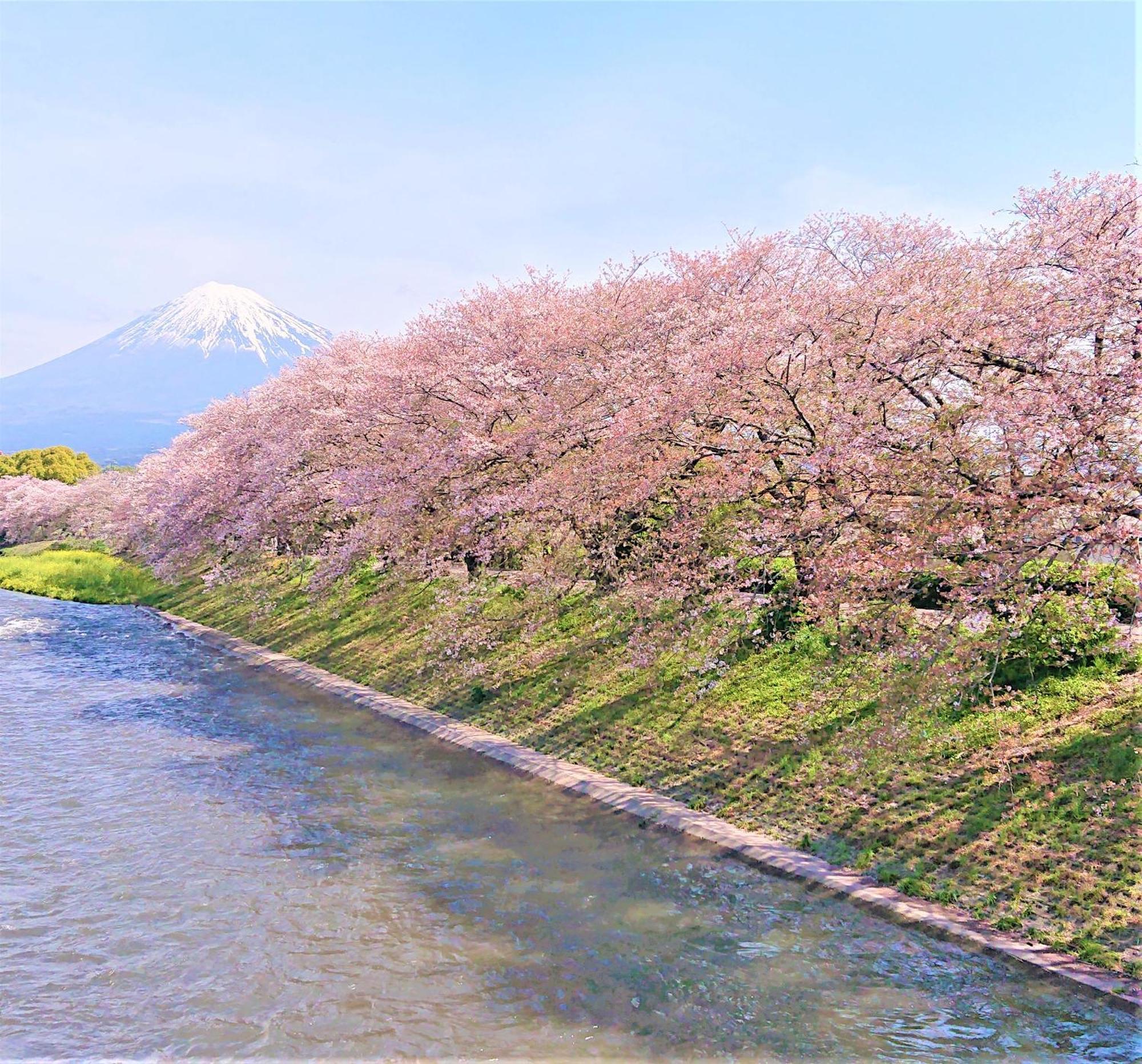 Hotel Associa Shizuoka Esterno foto The river in spring